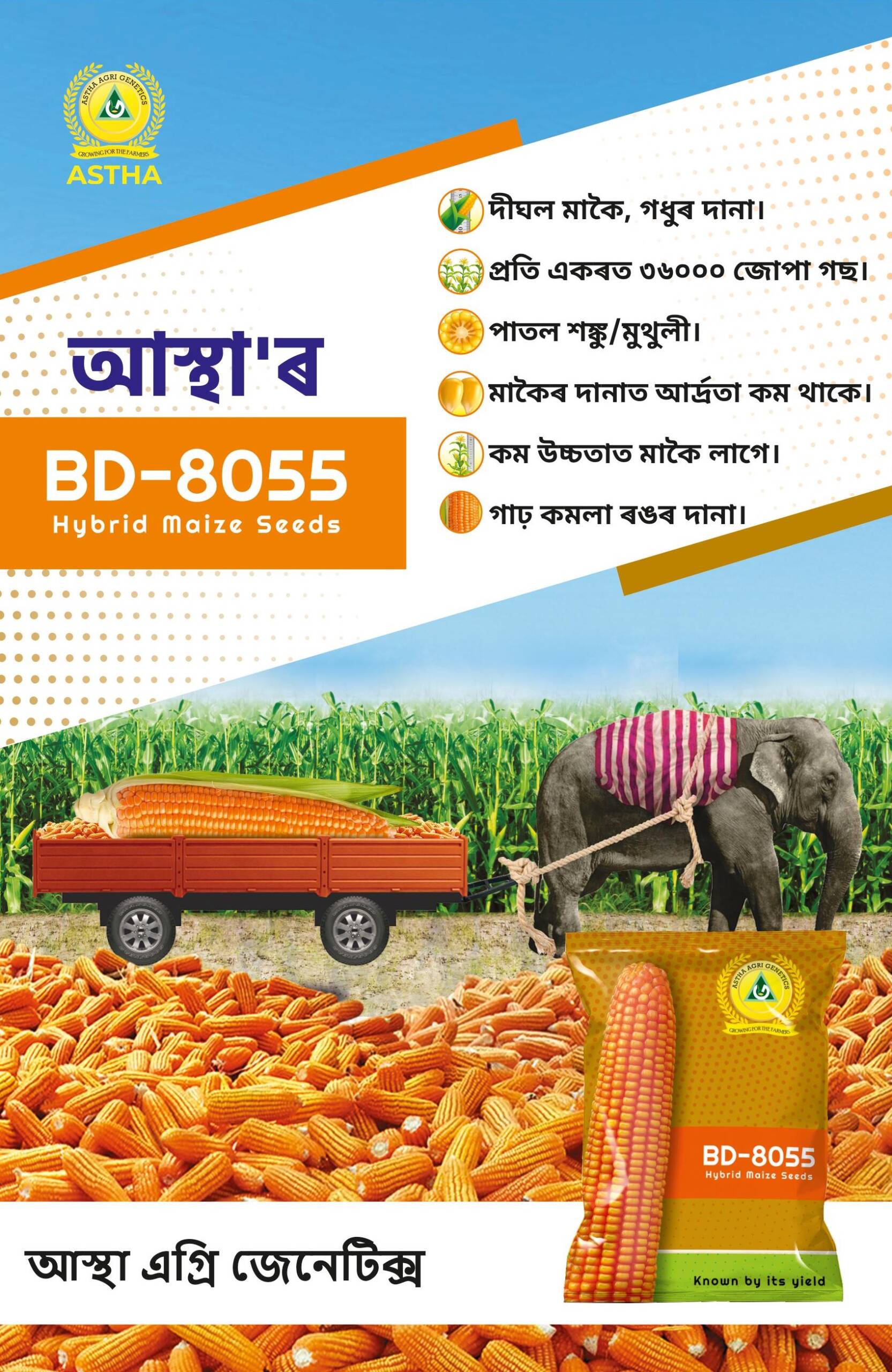 Maize: BD 8055 - Astha Agri Genetics