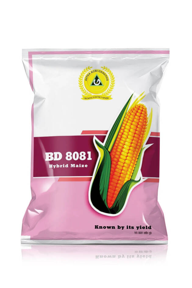 Maize: BD 8081