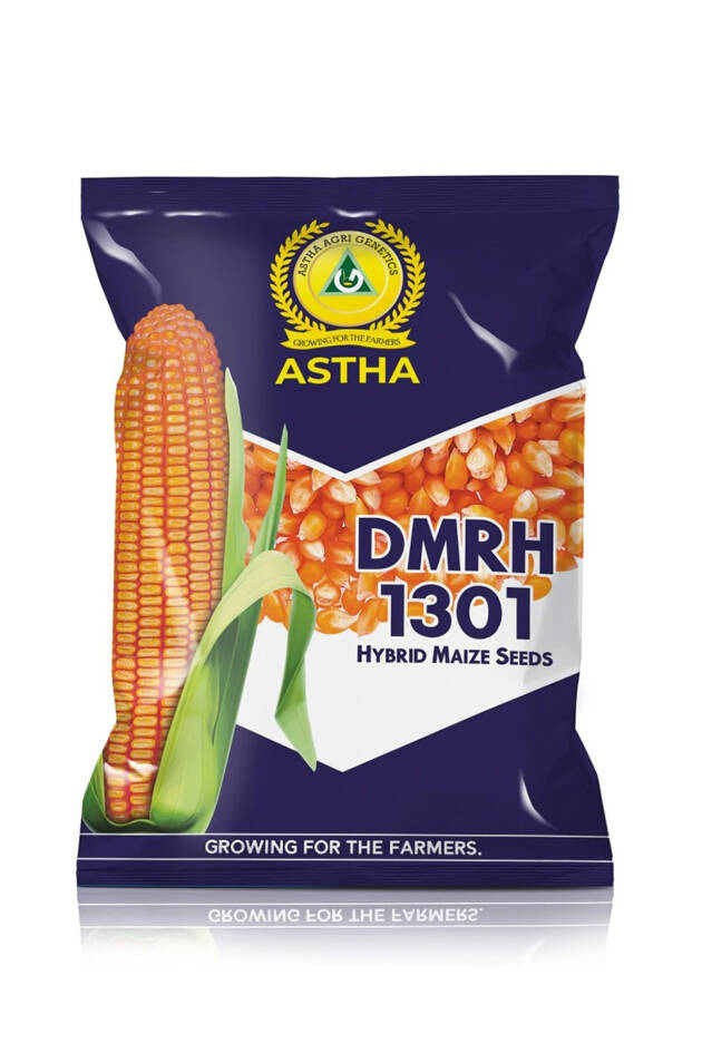 Maize: DMRH 1301