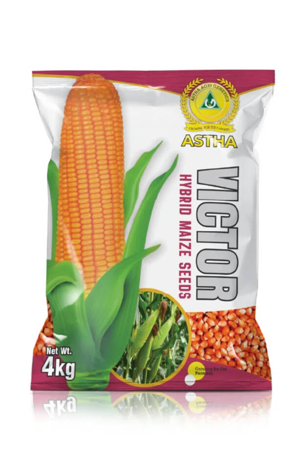 Maize: Hybrid VICTOR