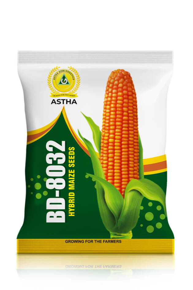 Maize: Hybrid BD 8032