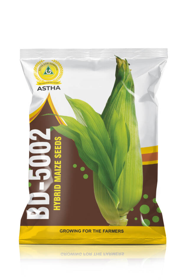 Maize: Hybrid BD 5002